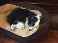 DogDaysOfSummer_2017 (4)
